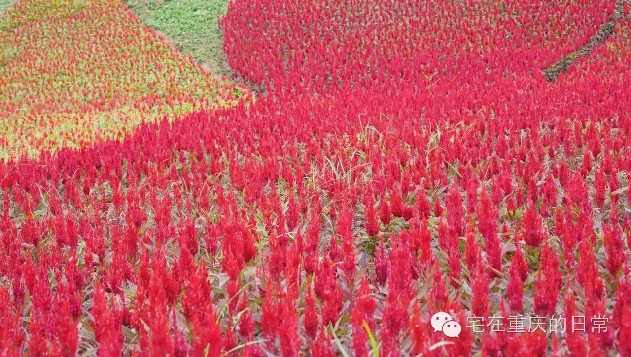 山谷飞来金凤凰,綦江横山凤凰谷怎么去