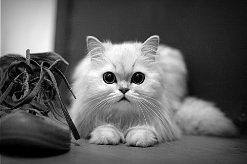 “盆景猫”这种虐猫网站为什么关不掉？！