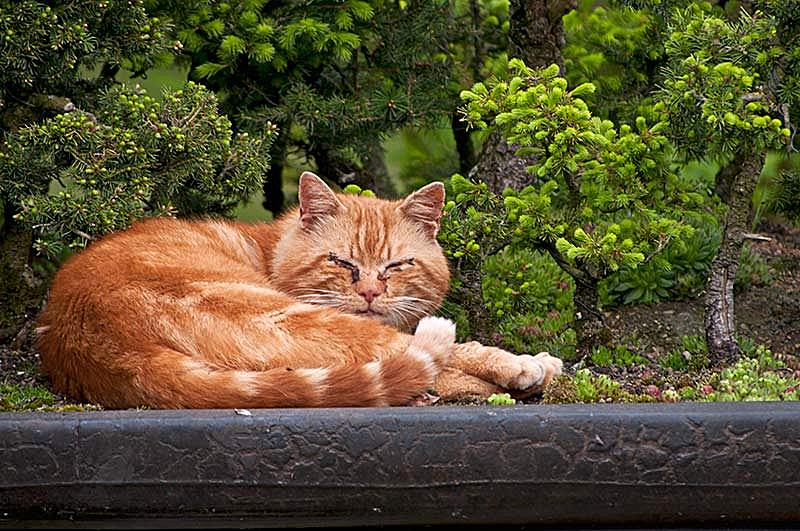 “盆景猫”这种虐猫网站为什么关不掉？！