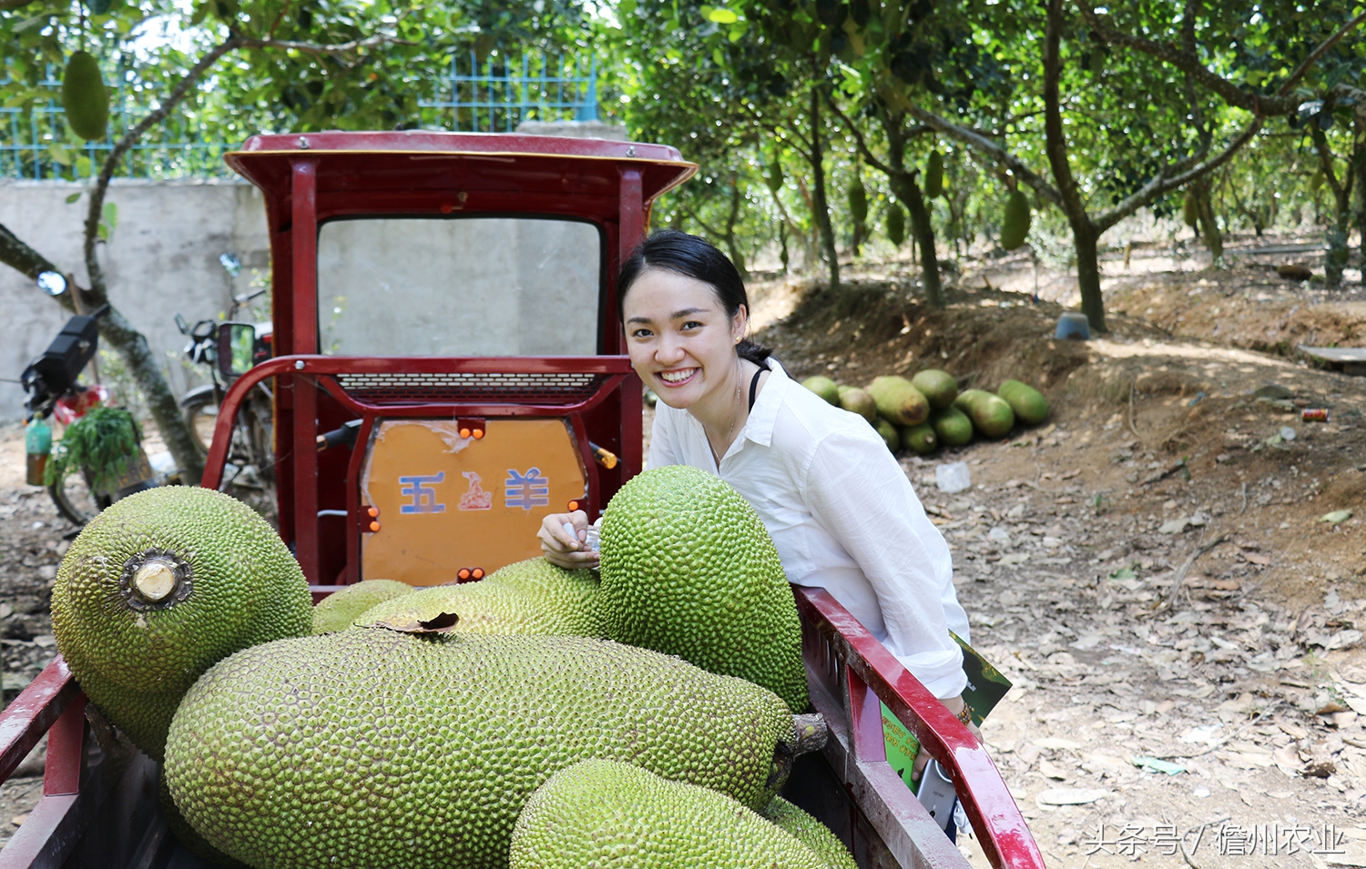 菠萝蜜是什么味道的怎么形容,菠萝蜜没什么味道是怎么回事