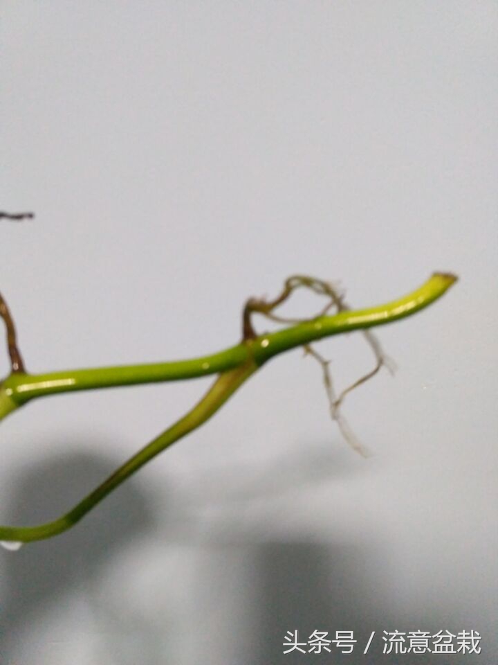 水培绿萝怎么培养出根,水培绿萝发根后怎么栽种