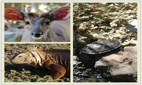 伯利兹有哪些美食,伯利兹有什么美食