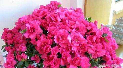 教你如何养花,教你如何养花红掌