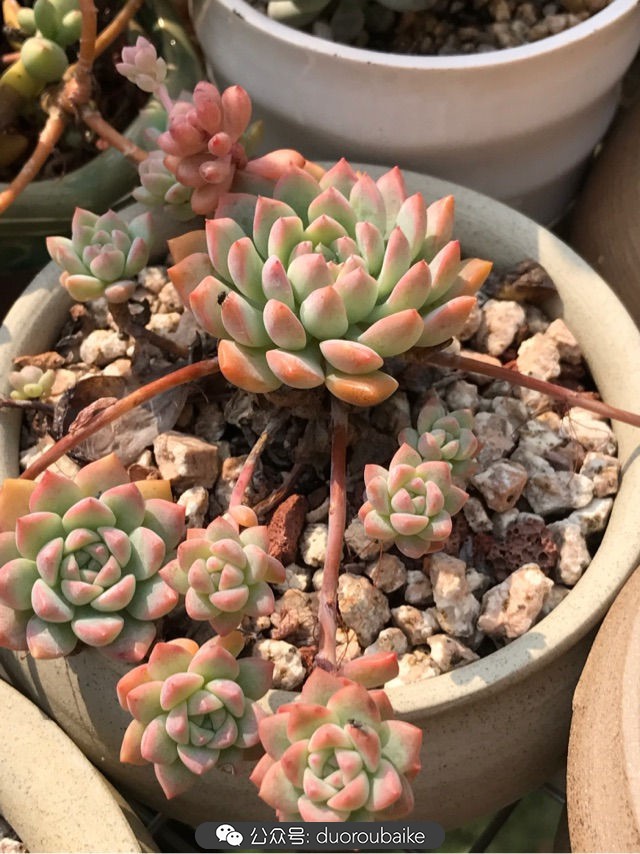 温差大多肉怎么会上色,温差大多肉才能出锦吗