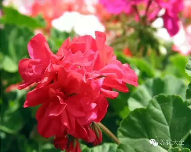 旺家十大爬藤植物排名,财运最旺的绿植是什么