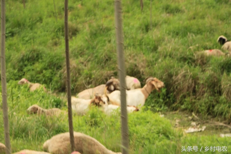 阿里乡村振兴公益事业,阿里农村扶贫