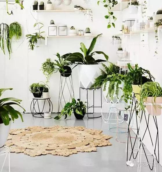 旺家十大爬藤植物排名,财运最旺的绿植是什么