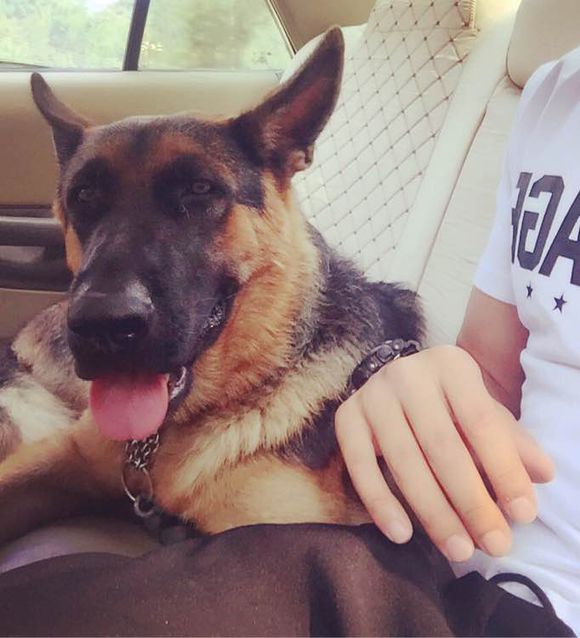 德牧吃饭太冲动怎么办,德牧拉肚子不吃饭怎么办