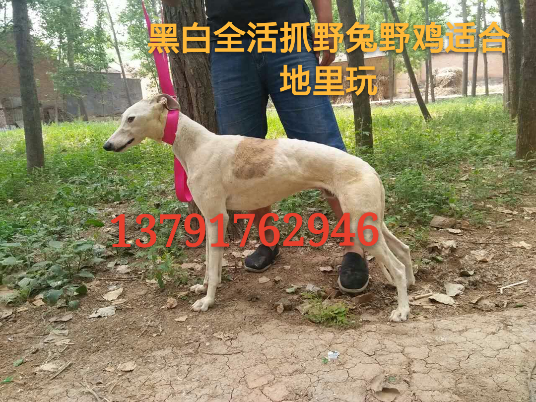 格力犬几个月可以负重训练,11个月的格力犬还能训练吗
