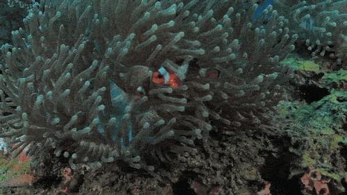 伯利兹旅游视频,伯利兹攻略