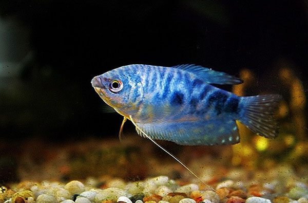 热带小型观赏鱼曼龙鱼一天喂几次,曼龙鱼可以和热带小鱼一起养么