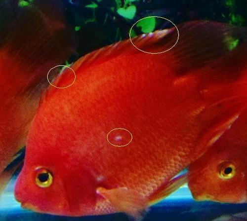 小鹦鹉鱼加盐好还是不加盐好,鹦鹉鱼身上出现黑斑加盐行吗