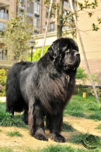 纽芬兰犬vs藏獒,纽芬兰犬藏獒混血