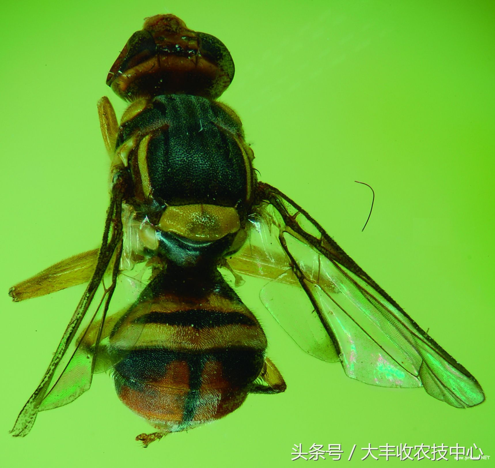 柑橘里长蛆虫能吃吗,吃到蛆柑怎么办