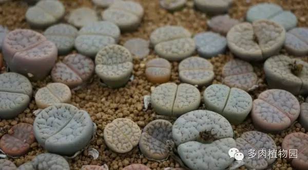 边走边看日本番杏之王DTさん多肉大棚