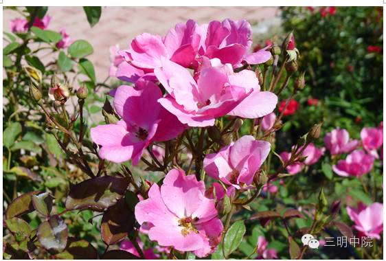 疆域风情玛纳斯,玛纳斯冰雪风情旅游季