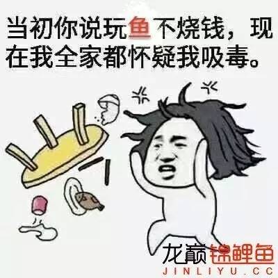 我的锦鲤梦，一直在坚持！