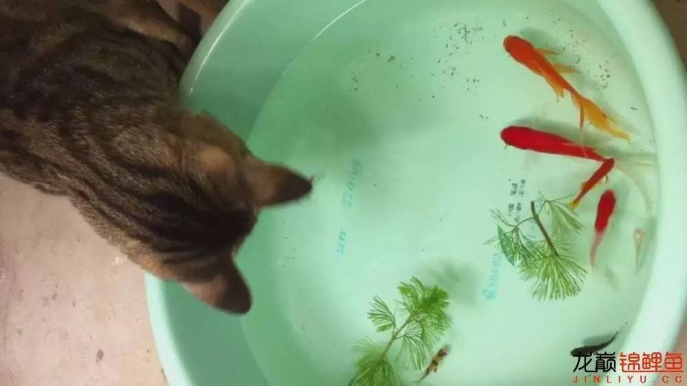 我的锦鲤梦，一直在坚持！