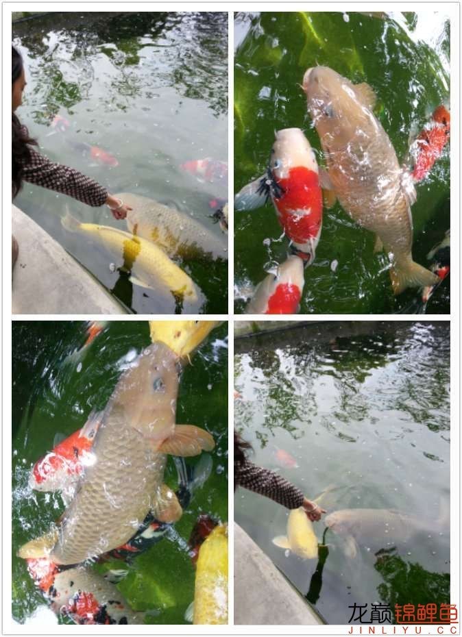 我的锦鲤梦，一直在坚持！