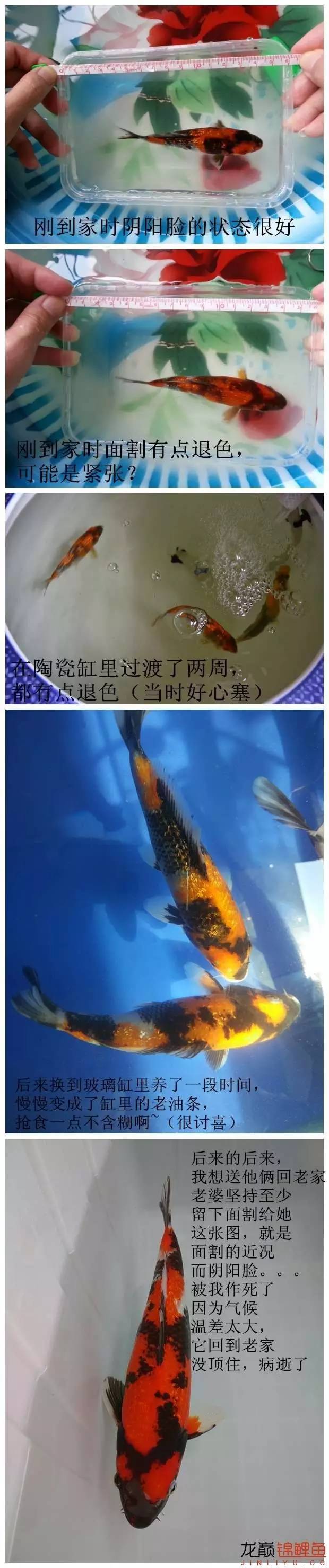 我的锦鲤梦，一直在坚持！