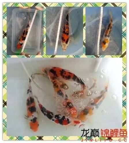 我的锦鲤梦，一直在坚持！