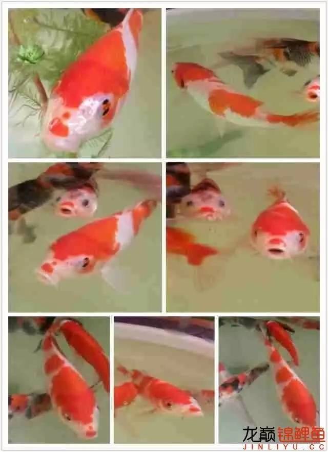 我的锦鲤梦，一直在坚持！