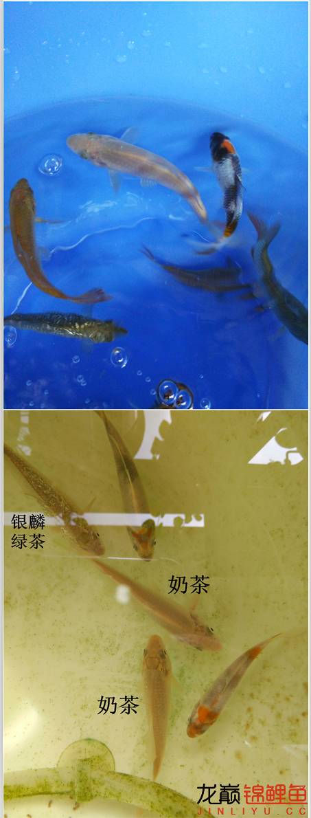 我的锦鲤梦，一直在坚持！