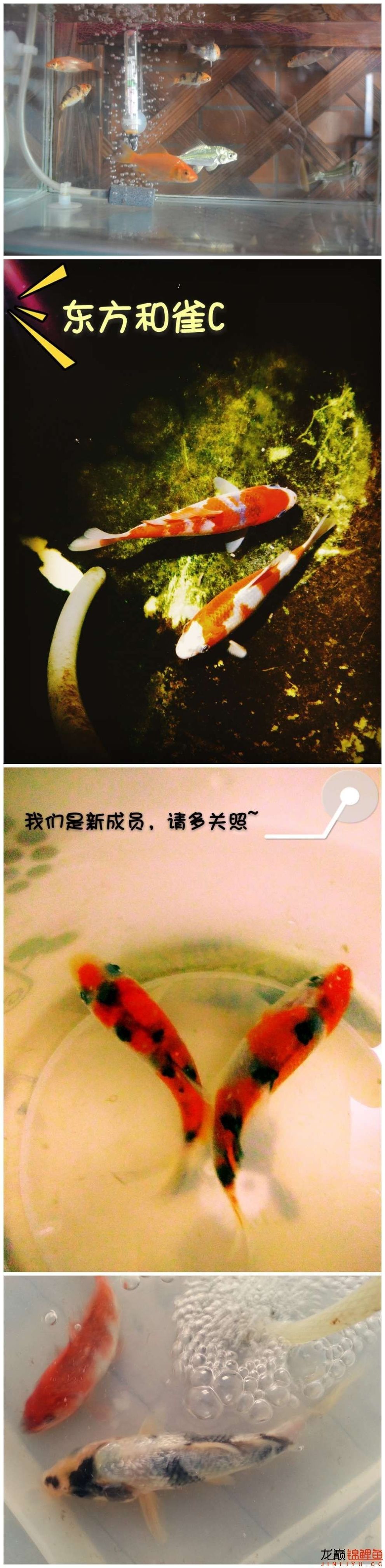 我的锦鲤梦，一直在坚持！