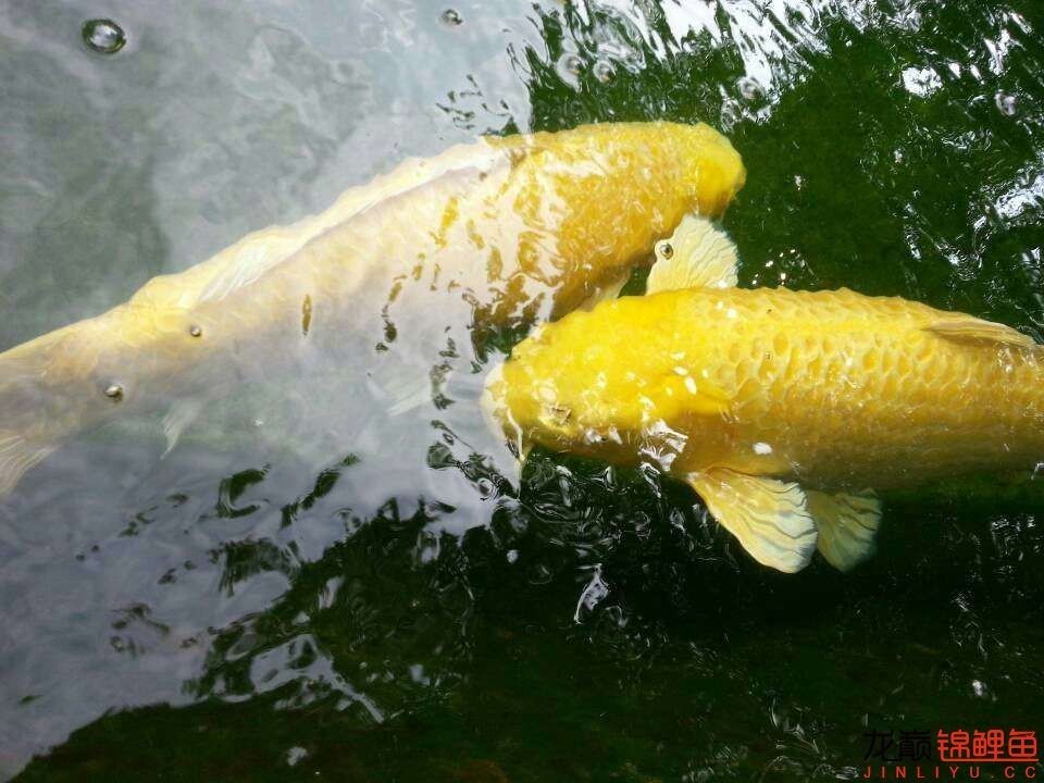 我的锦鲤梦，一直在坚持！