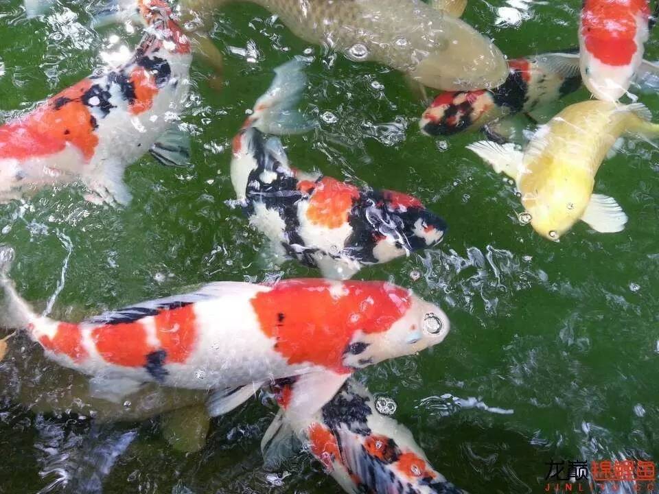 我的锦鲤梦，一直在坚持！