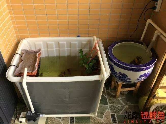 我的锦鲤梦，一直在坚持！