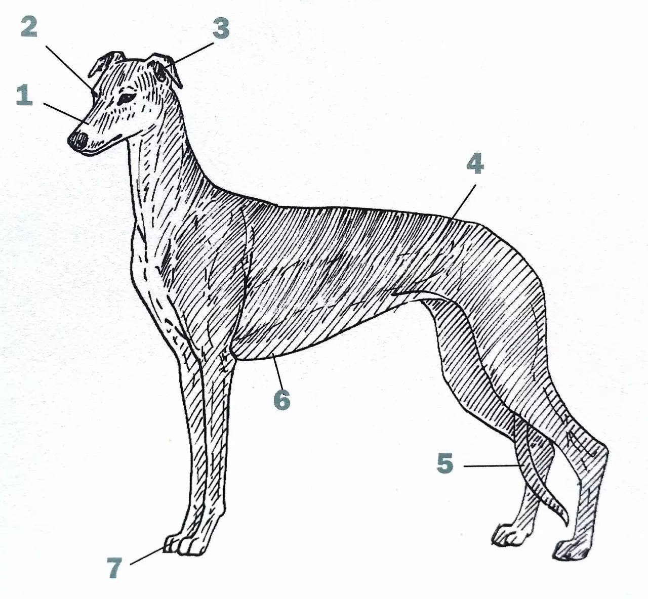 灵缇犬在狗界,灵缇犬掐野狗反被咬死