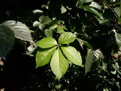 金立商务手机推荐学生党,金立4.7寸手机推荐