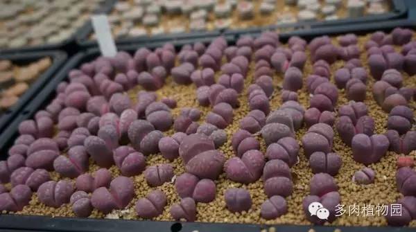 边走边看日本番杏之王DTさん多肉大棚