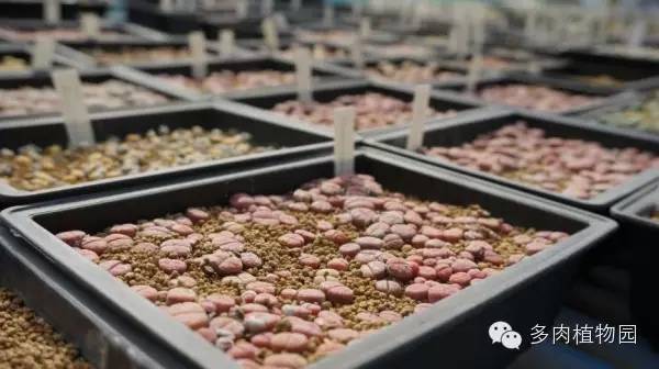 边走边看日本番杏之王DTさん多肉大棚