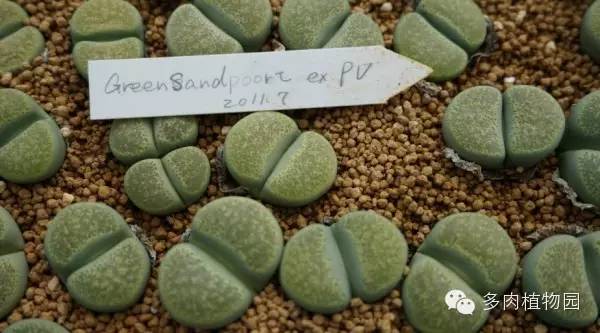 边走边看日本番杏之王DTさん多肉大棚