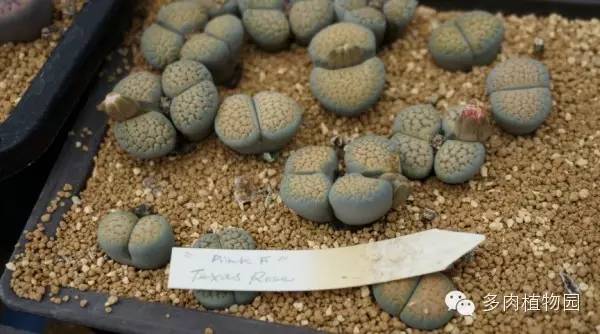 边走边看日本番杏之王DTさん多肉大棚