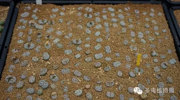 边走边看日本番杏之王DTさん多肉大棚