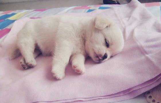 猫咪跟狗狗的生理小知识