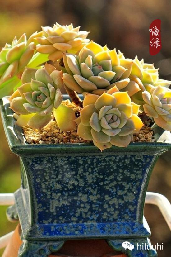 怎么可以这么美图片,漂亮韩国多肉