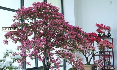 教你如何养花,教你如何养花红掌