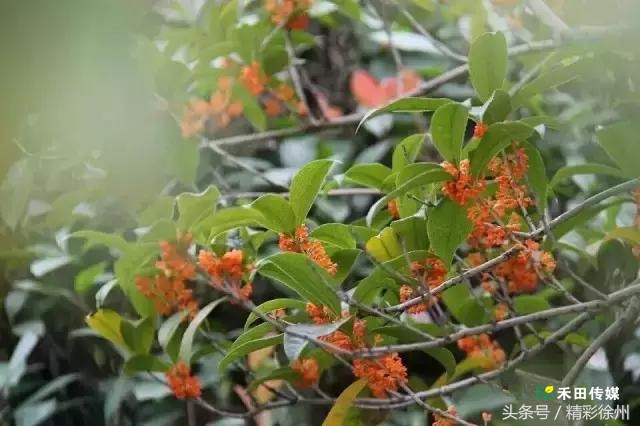 最美的5个赏桂好去处,不错过金秋赏桂好时节