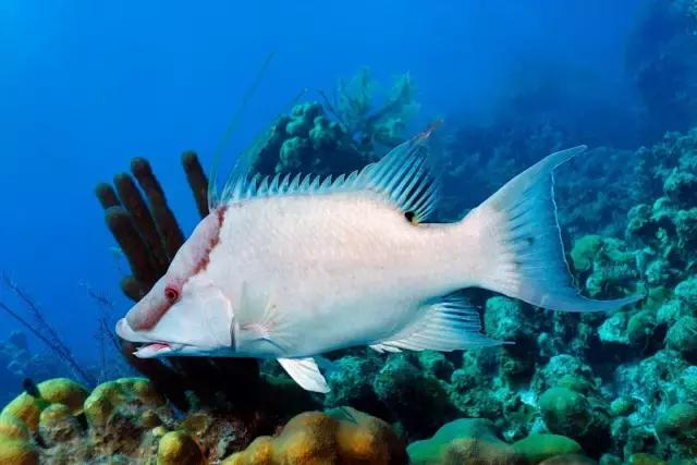 伯利兹旅游视频,伯利兹攻略