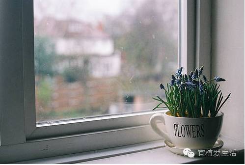 养花容易犯错的六大误区,养花易犯错误