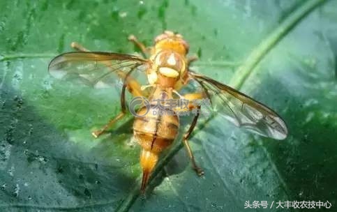 柑橘里长蛆虫能吃吗,吃到蛆柑怎么办