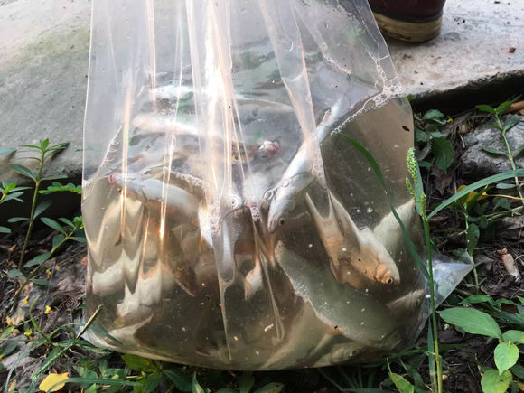 为什么野钓更舒服,为什么野钓要钓底