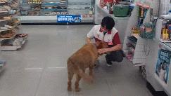 榛勯噾鐚庣姮鐙楀彨,榛勯噾鐚庣姮