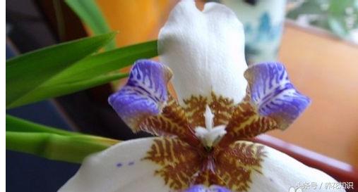 教你如何养花,教你如何养花红掌