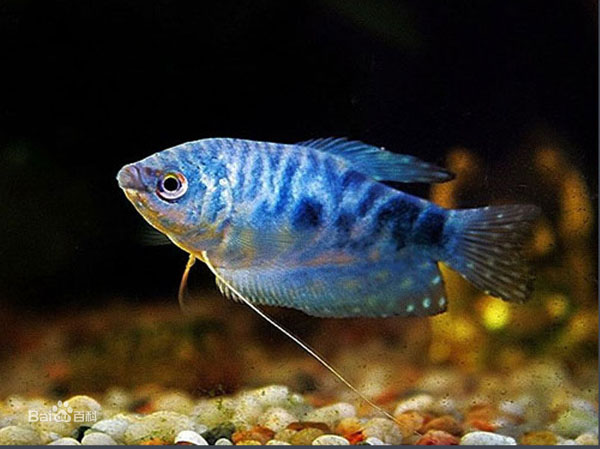 热带小型观赏鱼曼龙鱼一天喂几次,曼龙鱼可以和热带小鱼一起养么