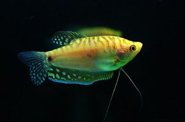 热带小型观赏鱼曼龙鱼一天喂几次,曼龙鱼可以和热带小鱼一起养么